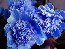 Flower Seeds, Seeds,Seeds For Planting,Plant Seeds