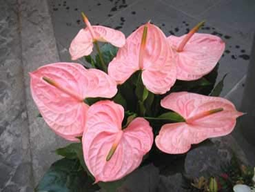 Light Pink Anthurium Perennial Flower Seeds for Planting 100 pcs - Sun Loving, Heirloom & GMO Free Seeds for Home Garden