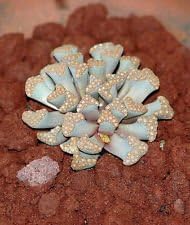 Flower Seeds, Seeds,Seeds For Planting,Plant Seeds
