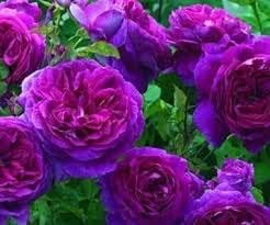 Flower Seeds, Seeds,Seeds For Planting,Plant Seeds