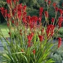 Flower Seeds, Seeds,Seeds For Planting,Plant Seeds