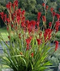 Flower Seeds, Seeds,Seeds For Planting,Plant Seeds