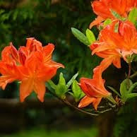 Flower Seeds, Seeds,Seeds For Planting,Plant Seeds
