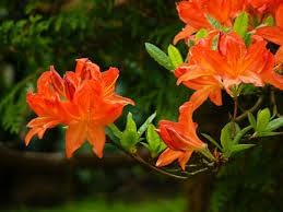 Flower Seeds, Seeds,Seeds For Planting,Plant Seeds