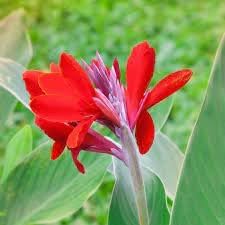 Flower Seeds, Seeds,Seeds For Planting,Plant Seeds