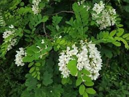 Robinia Flower Seeds for Planting – Fast-Growing Ornamental Tree Seeds