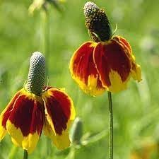 Flower Seeds, Seeds,Seeds For Planting,Plant Seeds