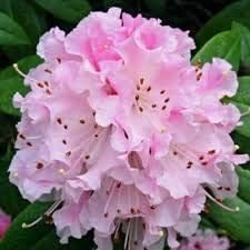 Flower Seeds, Seeds,Seeds For Planting,Plant Seeds