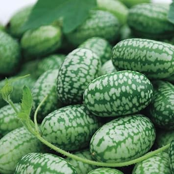 Vegetable Seeds,Garden seeds, Seeds For Planting,Plant Seeds