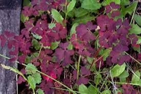 Flower Seeds, Seeds,Seeds For Planting,Plant Seeds