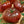 Vegetable Seeds,Garden seeds, Seeds For Planting,Plant Seeds