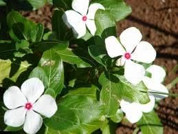 Flower Seeds, Seeds,Seeds For Planting,Plant Seeds