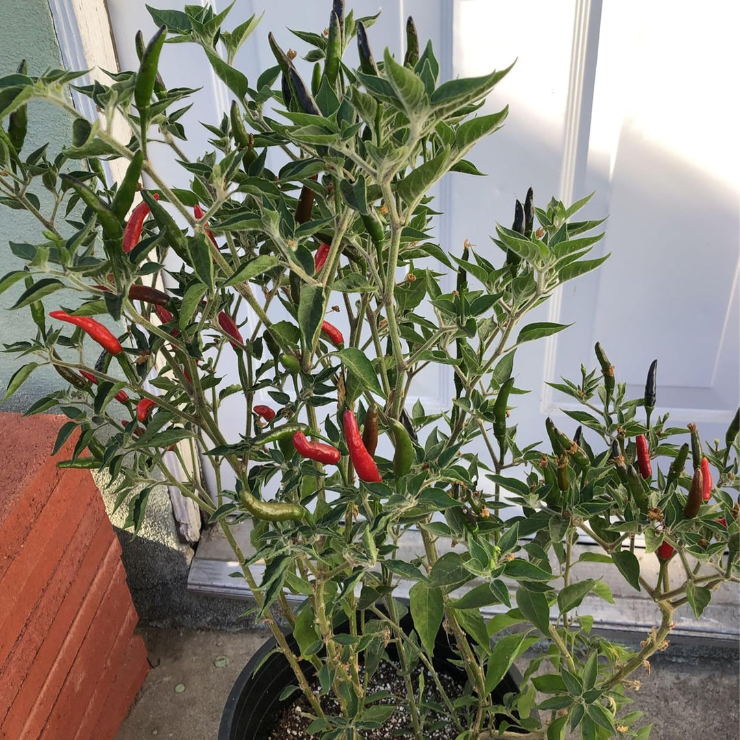 Vegetable Seeds,Garden seeds, Seeds For Planting,Plant Seeds