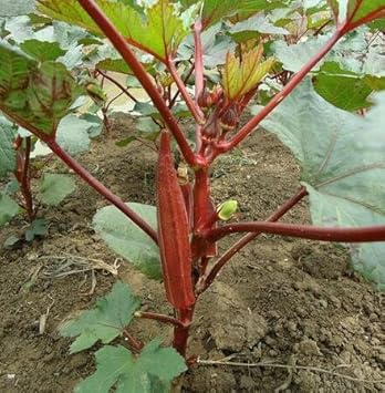 Vegetable Seeds,Garden seeds, Seeds For Planting,Plant Seeds