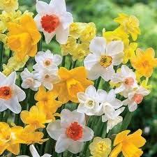 Flower Seeds, Seeds,Seeds For Planting,Plant Seeds