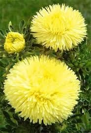 Flower Seeds, Seeds,Seeds For Planting,Plant Seeds