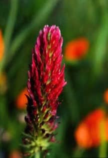 Flower Seeds, Seeds,Seeds For Planting,Plant Seeds
