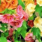 Flower Seeds, Seeds,Seeds For Planting,Plant Seeds