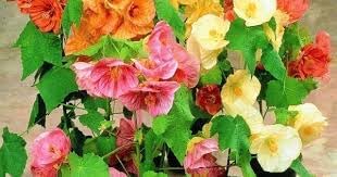 Flower Seeds, Seeds,Seeds For Planting,Plant Seeds