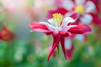 Flower Seeds, Seeds,Seeds For Planting,Plant Seeds