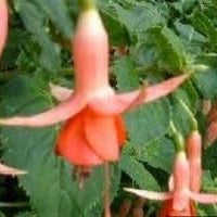 Flower Seeds, Seeds,Seeds For Planting,Plant Seeds