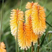 Flower Seeds, Seeds,Seeds For Planting,Plant Seeds