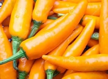 Vegetable Seeds,Garden seeds, Seeds For Planting,Plant Seeds