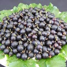 Fruit Seeds,Garden seeds, Seeds For Planting,Plant Seeds