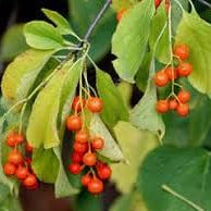 Fruit Seeds,Garden seeds, Seeds For Planting,Plant Seeds
