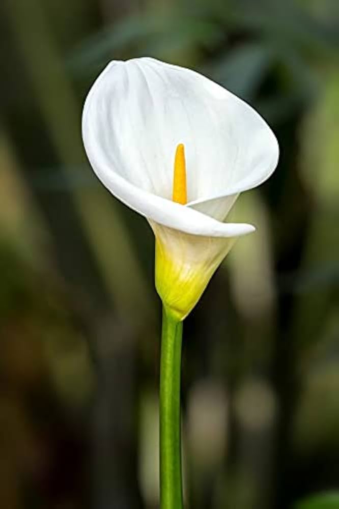 White Calla Lily Flower Seeds for Planting – Heirloom, Non-GMO, High Germination Organic Garden Seeds