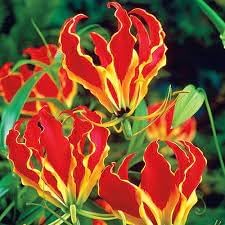 Flower Seeds, Seeds,Seeds For Planting,Plant Seeds