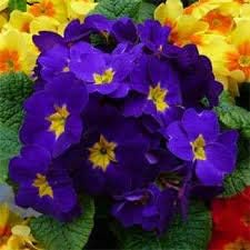 Flower Seeds, Seeds,Seeds For Planting,Plant Seeds