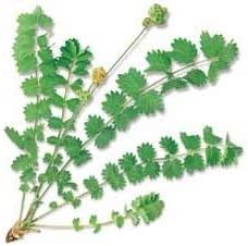 Vegetable Seeds,Garden seeds, Seeds For Planting,Plant Seeds