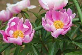 Lactiflora Flower Seeds for Planting – Elegant, Fragrant Blooms for Gardens