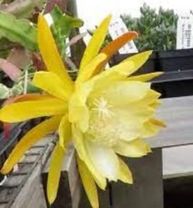 Flower Seeds, Seeds,Seeds For Planting,Plant Seeds