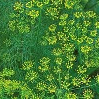 Vegetable Seeds,Garden seeds, Seeds For Planting,Plant Seeds