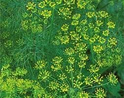 Vegetable Seeds,Garden seeds, Seeds For Planting,Plant Seeds