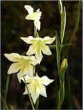 Gladiolus Tristis Flower Seeds for Planting – Colorful Display, Heirloom, Non-GMO, High Germination Organic Garden Seeds
