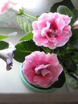 Gloxinia Flower Seeds for Planting Pink – Heirloom, Non-GMO, High Germination Organic Garden Seeds