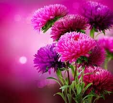 Flower Seeds, Seeds,Seeds For Planting,Plant Seeds