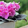 Violet African Violet Flower Seeds for Planting – Heirloom, Non-GMO High Germination Indoor Bloom Seeds