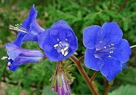 Flower Seeds, Seeds,Seeds For Planting,Plant Seeds