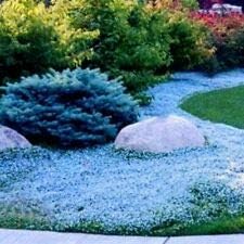 Flower Seeds, Seeds,Seeds For Planting,Plant Seeds