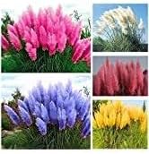 Flower Seeds, Seeds,Seeds For Planting,Plant Seeds