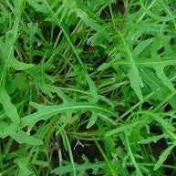 Herb Seeds,Garden seeds, Seeds For Planting,Plant Seeds
