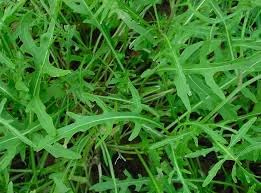 Herb Seeds,Garden seeds, Seeds For Planting,Plant Seeds
