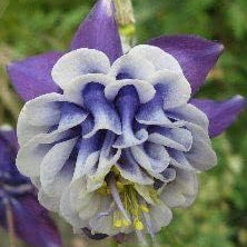 Flower Seeds, Seeds,Seeds For Planting,Plant Seeds