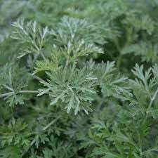 Herb Seeds,Garden seeds, Seeds For Planting,Plant Seeds