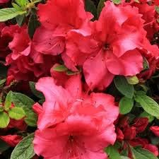 Flower Seeds, Seeds,Seeds For Planting,Plant Seeds