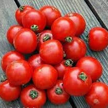 Fruit Seeds,Garden seeds, Seeds For Planting,Plant Seeds